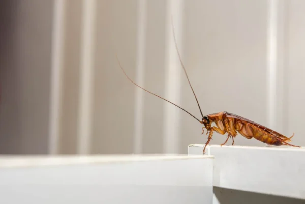 How to Clean Roach Infested House