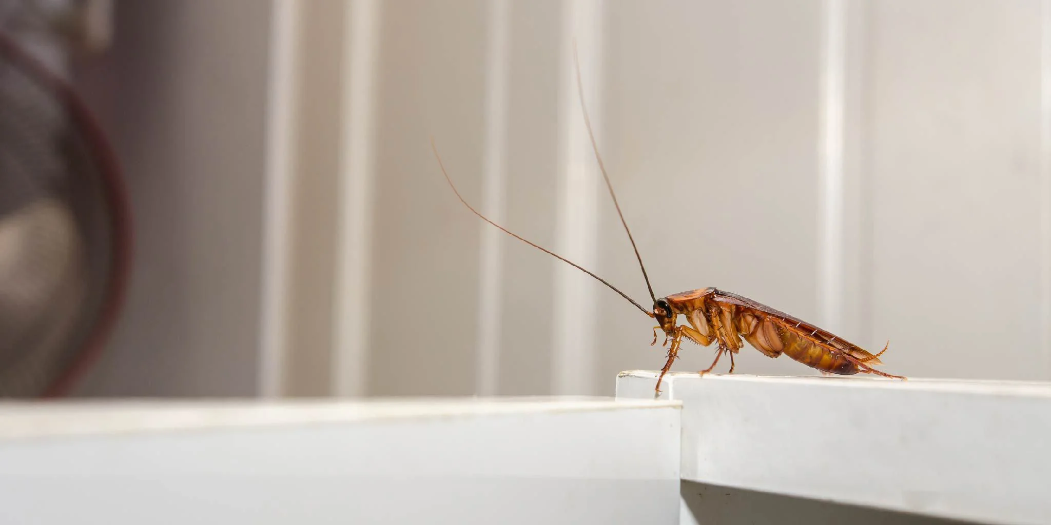 How to Clean Roach Infested House?